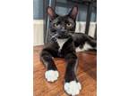 Adopt Captain a Black & White or Tuxedo Domestic Shorthair / Mixed (short coat)