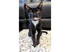 Adopt Stark a Black & White or Tuxedo Domestic Shorthair / Mixed (short coat)