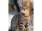 Adopt Poblano a Domestic Shorthair / Mixed cat in Novato, CA (38783260)