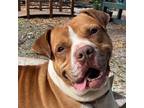 Adopt Arlo a Mixed Breed (Large) / Mixed dog in Sarasota, FL (38782624)