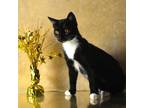 Adopt Lugo a All Black Domestic Shorthair / Mixed cat in Yuma, AZ (38782462)