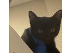 Adopt Polo a All Black Domestic Shorthair / Mixed cat in Yuma, AZ (38782461)