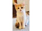 Adopt Cambria a Domestic Shorthair / Mixed cat in Camden, SC (38749714)