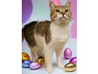 Adopt Cassia a Domestic Shorthair / Mixed cat in Camden, SC (38749717)