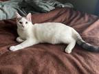 Adopt Crusoe a Domestic Shorthair / Mixed cat in Camden, SC (38749715)