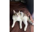Adopt Cursive a Domestic Shorthair / Mixed cat in Camden, SC (38749716)