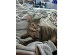 Adopt Fiddlesticks a Domestic Shorthair / Mixed cat in Camden, SC (38782307)