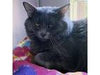 Adopt Jennifer a Gray or Blue Domestic Longhair / Mixed cat in Huntsville