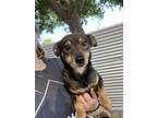 Adopt Stevo a Swedish Vallhund / Terrier (Unknown Type, Medium) / Mixed dog in