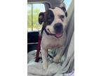 Adopt Karl a White - with Brown or Chocolate Pit Bull Terrier / Mixed dog in