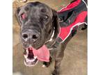 Adopt Athena a Great Dane