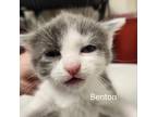 Adopt Benton a Gray or Blue Domestic Mediumhair / Mixed cat in Madisonville