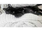 Adopt Nyx a All Black Domestic Shorthair / Mixed (short coat) cat in Cincinnati