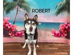 Adopt Robert a Brown/Chocolate - with White Husky / Mixed dog in Weatherford