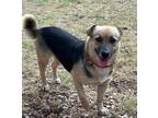 Adopt Loretta a Tan/Yellow/Fawn - with Black Shepherd (Unknown Type) / Corgi /