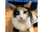 Adopt Calliope a Calico or Dilute Calico Domestic Shorthair / Mixed cat in