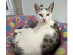 Adopt Spirit Fire a Domestic Shorthair / Mixed cat in Atascadero, CA (38780760)