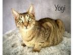 Adopt Yogi a Gray, Blue or Silver Tabby Domestic Shorthair / Mixed (short coat)