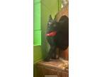 Adopt Ada a All Black Domestic Shorthair / Domestic Shorthair / Mixed (short