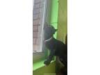 Adopt Cora a All Black Domestic Shorthair / Domestic Shorthair / Mixed (short