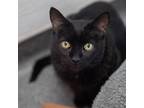 Adopt Sis a All Black Domestic Shorthair / Mixed cat in Salt Lake City