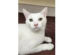 Adopt Davis a Domestic Shorthair / Mixed cat in Lexington, KY (38775588)
