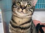 Adopt Tank a Domestic Shorthair / Mixed cat in Troy, VA (38775191)