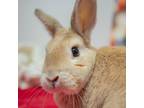 Adopt Mango a Palomino / Mixed rabbit in San Diego, CA (38780071)