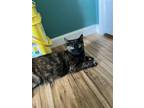 Adopt Gouda a Domestic Mediumhair / Mixed cat in Landenberg, PA (38780041)