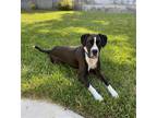 Adopt Ella a Black - with White Boxer / Mixed dog in Costa Mesa, CA (38746781)