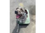 Adopt Capri a Gray/Blue/Silver/Salt & Pepper Terrier (Unknown Type