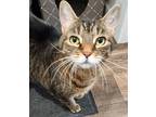 Adopt Gizmo a Brown Tabby Domestic Shorthair / Mixed (short coat) cat in