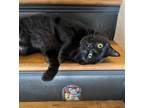 Adopt Harmon a All Black Domestic Shorthair / Mixed (short coat) cat in