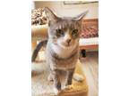 Adopt Earl a Gray, Blue or Silver Tabby Domestic Shorthair / Mixed (short coat)