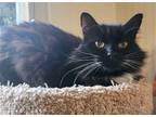 Adopt Molly a Black & White or Tuxedo Domestic Longhair / Mixed (long coat) cat