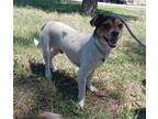 Adopt ISHMEAL a Tricolor (Tan/Brown & Black & White) Jack Russell Terrier /