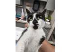 Adopt Zemo a All Black Domestic Shorthair / Domestic Shorthair / Mixed cat in