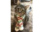 Adopt TIGER LILY - Offered by Owner a Brown Tabby Domestic Shorthair / Mixed