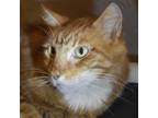 Adopt Fennick a Orange or Red Domestic Shorthair / Domestic Shorthair / Mixed