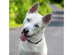 Adopt Mishka a White - with Tan, Yellow or Fawn Siberian Husky / Mixed dog in