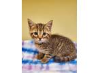 Adopt Slayer a Brown or Chocolate Domestic Shorthair / Domestic Shorthair /