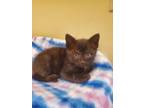 Adopt Nevermore a All Black Domestic Shorthair / Domestic Shorthair / Mixed cat