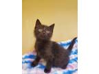 Adopt Korn a All Black Domestic Shorthair / Domestic Shorthair / Mixed cat in
