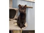 Adopt Mayhem a All Black Domestic Shorthair / Domestic Shorthair / Mixed cat in