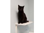 Adopt Venom a All Black Domestic Shorthair / Domestic Shorthair / Mixed cat in