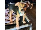 Adopt Bluto ~ meet me! a Tricolor (Tan/Brown & Black & White) Beagle / Boxer /