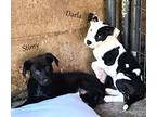 Adopt Stimy ~ meet me! a Black - with White Border Collie / Labrador Retriever /
