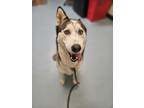 Adopt Not Bandit (In Foster) a Siberian Husky / Mixed dog in Portsmouth