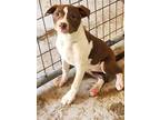 Adopt Colby a Brown/Chocolate - with White Boxer / Pit Bull Terrier / Mixed dog