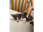 Adopt Fig 3 a Domestic Shorthair / Mixed (short coat) cat in Newman